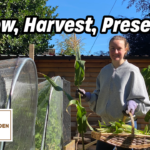 Harvesting Sweetcorn: A Journey From Growing to Preserving  