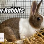 Buying Rabbits for Beginners UK: What You Need to Know